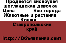 Продается вислоухая шотландская девочка › Цена ­ 8 500 - Все города Животные и растения » Кошки   . Ставропольский край